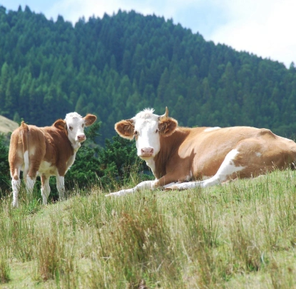 Ферма Цветковых