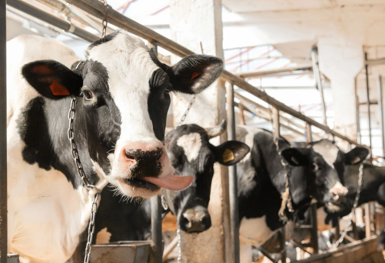 Ферма Цветковых